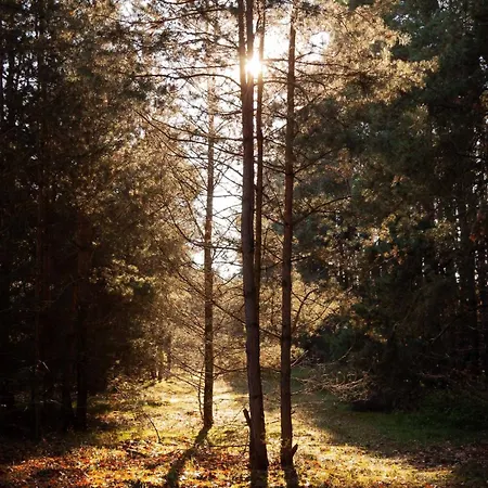 Whispering Woods 밀리치
