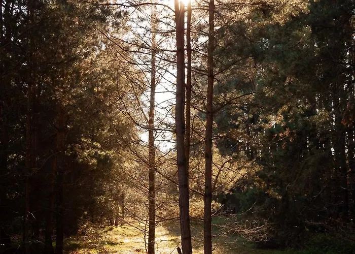 Whispering Woods Милич